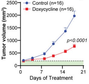 Average tumor volume of shPikfyve Myc-CaP with or without doxycycline chow in NSG mice.jpg